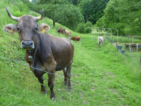 Vache broutant près de Vollmershof - Lodge Zwarte Woud glamping, avec prairie et forêt en fond.