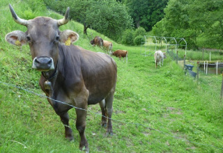 Cow grazing in a green pasture at Vollmershof - Lodge Zwarte Woud glamping, with forest behind.