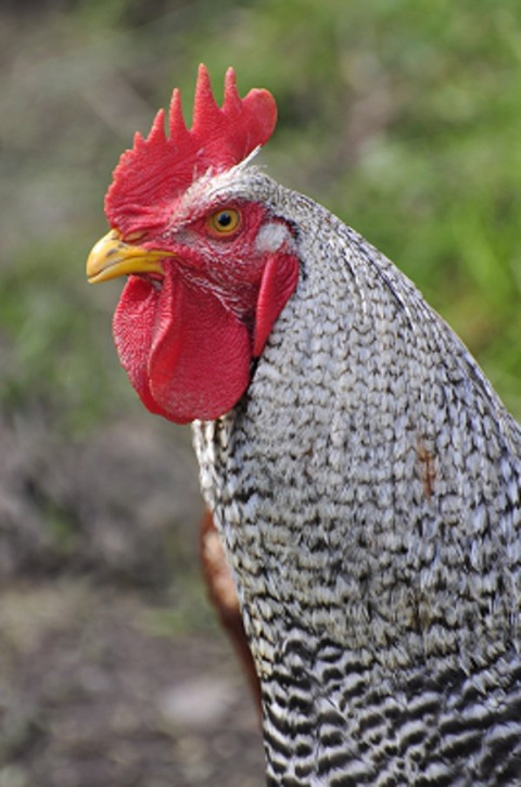 Rooster with red comb and black-white feathers at Vollmershof - Lodge Zwarte Woud, a glamping accommodation.