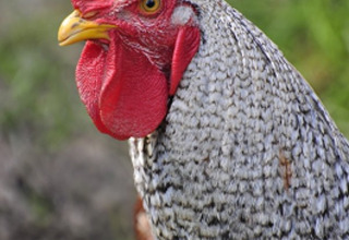 Gallo con cresta rossa e piumaggio bianco e nero presso Vollmershof - Lodge Zwarte Woud, alloggio glamping.