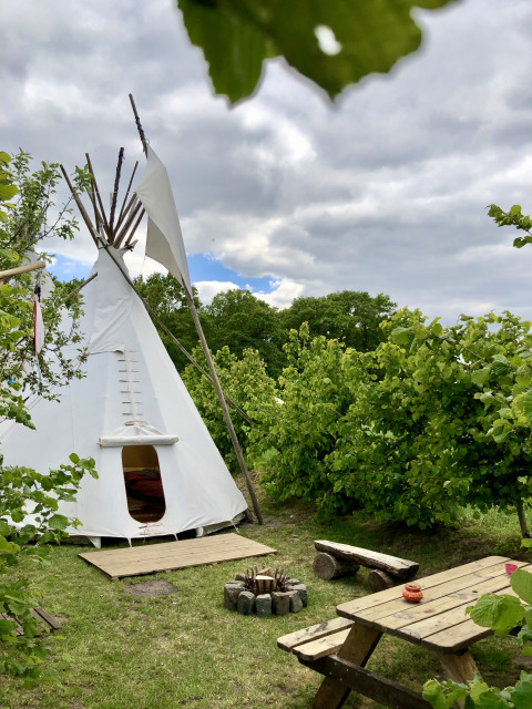 Glamping-Unterkunft mit Tipi, Feuerstelle und Holzbänken inmitten von grünen Büschen im Freien.