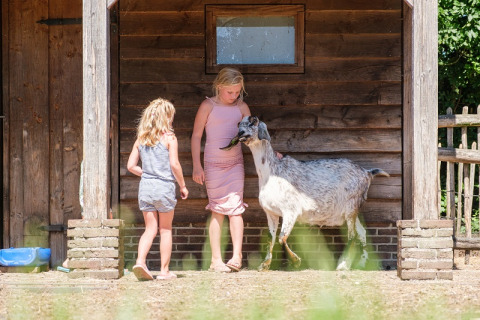 Two children play with a goat in front of a wooden hut at Camping de Pallegarste - Safaritenten Overijssel.