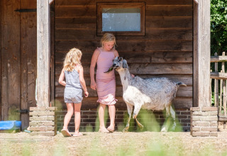Dos niños juegan con una cabra frente a una cabaña de madera en Camping de Pallegarste - Safaritenten Overijssel.