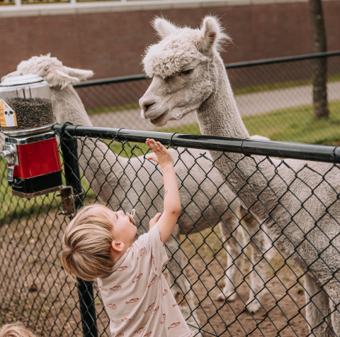 Een kind reikt naar een alpaca achter een hek bij Recreatiepark de Achterste Hoef Safaritenten Brabant.