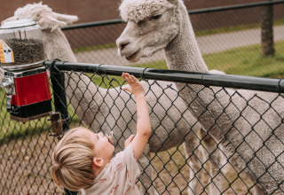 Un bambino cerca di toccare un'alpaca dietro una recinzione al Recreatiepark de Achterste Hoef Safaritenten Brabant.