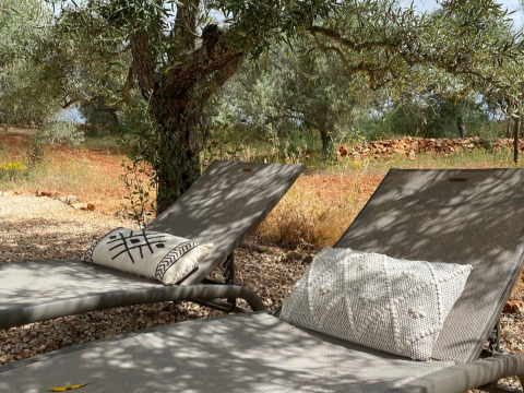 Deux chaises longues avec coussins sous des oliviers à Algarve Olive Tree Lodge - Hippe schoolbus - Glamping Algarve.