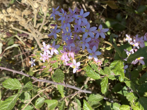 Roze wilde bloemen en groene bladeren in het zonlicht bij Algarve Olive Tree Lodge - Glamping Algarve.