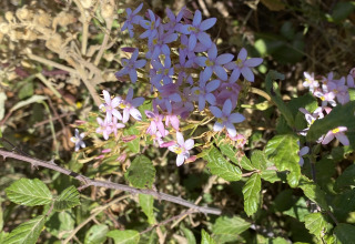 Fleurs sauvages roses et feuilles vertes sous le soleil à Algarve Olive Tree Lodge - Glamping Algarve.