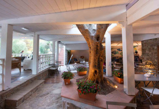 Sala esterna coperta con albero al centro presso il Vallicella Glamping Resort - Cottages Toscane, glamping in Toscana.