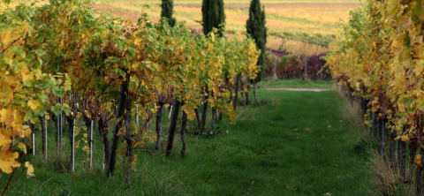 Viñedos con hileras verdes y árboles cerca de Sankt Martin boomhut - cabañas en los árboles en Renania-Palatinado.