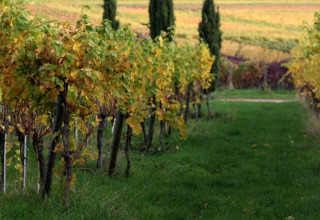 Vineyard rows with lush vines and trees near Sankt Martin boomhut glamping in Rhineland-Palatinate, Germany.