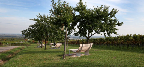 Modern benches and trees in green landscape near Sankt Martin boomhut glamping, Rhineland-Palatinate, Germany.
