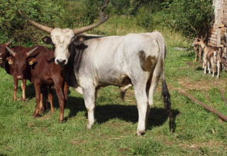 Cows and goats grazing at Het Culturele Eiland Einsiedler - Boomhutten in Saksen, a unique farm glamping spot.