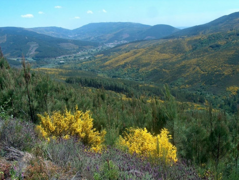 Vue sur des collines fleuries près du Glamping Chave Grande - Safaritenten au Portugal.