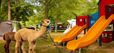 Two alpacas beside a playground with slides and tents at Camping Les Drouilhedes Tent Lodges, Occitanie.