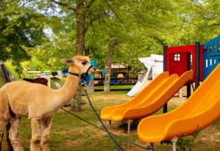 Deux alpagas à côté d'une aire de jeux avec toboggans et tentes au Camping Les Drouilhedes, Occitanie.