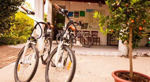 Due biciclette e un alberello di arancio davanti alla reception di Camping Les Drouilhedes in Occitania, Francia.