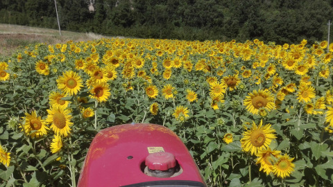 Sonnenblumenfeld aus der Sicht eines Traktors bei Azienda Agricola Il Granello Glampingtent Italien Camping.