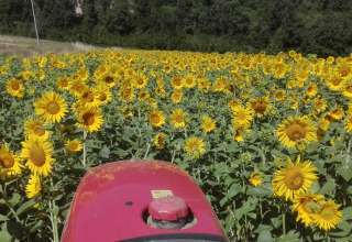 Field of sunflowers seen from a tractor at Azienda Agricola Il Granello Glampingtent Italy campground.