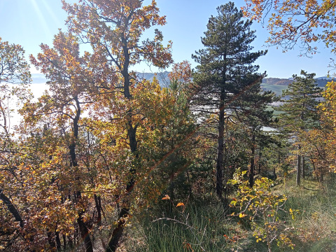 Paysage forestier d'automne autour d'Azienda Agricola Il Granello - Glampingtent Italie sous un ciel ensoleillé.