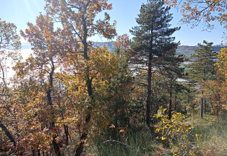 Herbstliche Waldlandschaft bei Azienda Agricola Il Granello - Glampingtent Italien mit sonnigem Himmel.