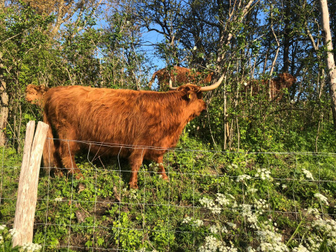 Vaches Highland broutant dans un enclos verdoyant près de Glamping Heemskerkerduin - Safaritenten Noord-Holland.