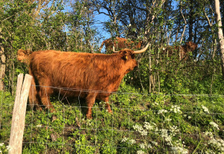 Hooglanders grazen in een groene omheining bij Glamping Heemskerkerduin - Safaritenten Noord-Holland.