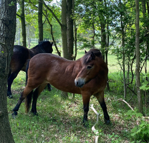 Deux chevaux sauvages broutent paisiblement parmi les arbres près du Glamping Heemskerkerduin en Hollande-Nord.