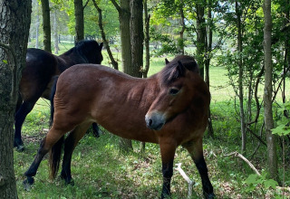 Zwei Wildpferde weiden ruhig im Wald bei Glamping Heemskerkerduin – Safarizelte in Noord-Holland.