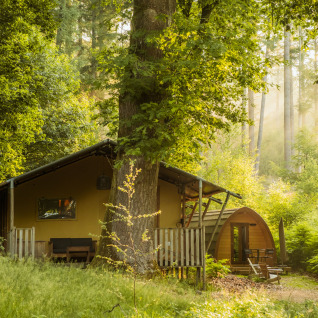 Glamping indkvartering i skoven ved Buitenplaats Beekhuizen - Glamping Veluwe, omgivet af grøn natur.
