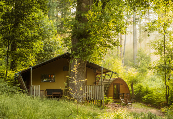 Glamping accommodatie in het bos bij Buitenplaats Beekhuizen - Glamping Veluwe, omringd door groen.