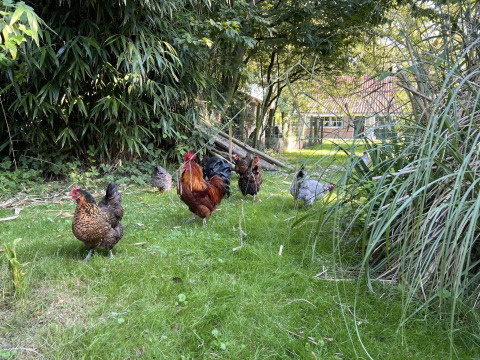 Kippen en een haan wandelen op het gras bij Glamping - De Bokkesprong, tussen bomen en groen struikgewas.