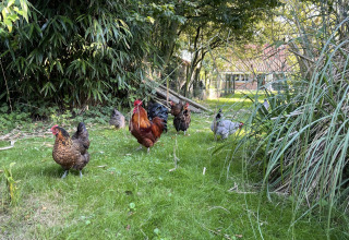 Gallinas y un gallo caminan en el césped en Glamping - De Bokkesprong, rodeados de árboles y vegetación.
