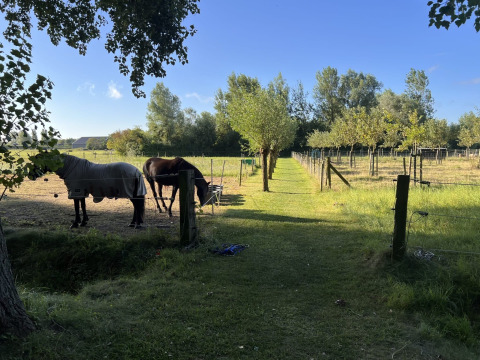 Green meadow with horses and trees at Glamping - De Bokkesprong, perfect for glamping or camping in nature.