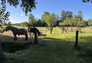 Green meadow with horses and trees at Glamping - De Bokkesprong, perfect for glamping or camping in nature.