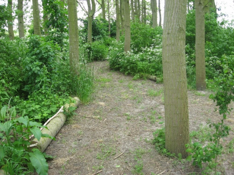 Sentier forestier à Glamping - De Bokkesprong, entouré de verdure luxuriante et de grands arbres aux Pays-Bas.