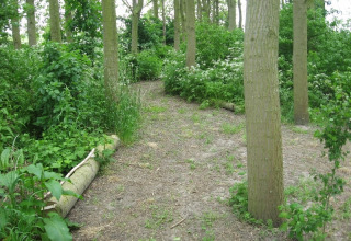 Sentier forestier à Glamping - De Bokkesprong, entouré de verdure luxuriante et de grands arbres aux Pays-Bas.