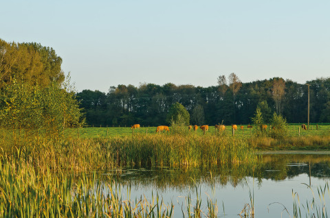 Vue sur des champs verts, des vaches, un étang et des arbres au Campingpark Kerstgenshof - Lodges Allemagne.