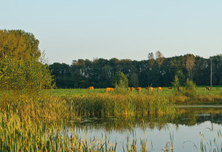 Vue sur des champs verts, des vaches, un étang et des arbres au Campingpark Kerstgenshof - Lodges Allemagne.