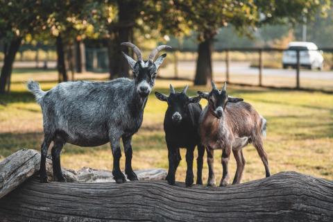 Drei Ziegen stehen auf einem Baumstamm im Campingpark Kerstgenshof – Lodges Deutschland in der Natur.