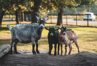 Tre geder står på en træstamme på Campingpark Kerstgenshof – Lodges Tyskland, omgivet af natur.