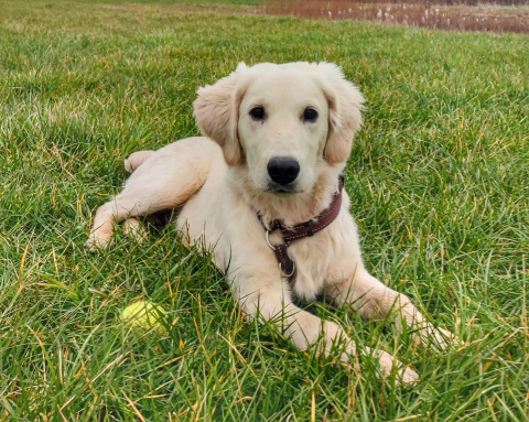 Un cachorro de Golden Retriever descansa sobre el césped en Stadslandgoed De Heicohoeve - Glamping Lodges Gelderland.
