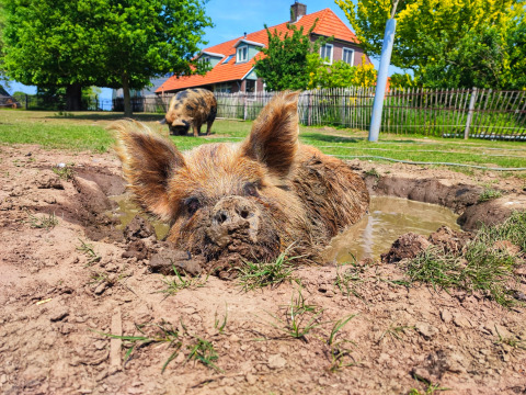 Deux jolis cochons se prélassent dans la boue devant les glamping lodges de Stadslandgoed De Heicohoeve.