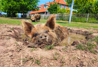 Dos simpáticos cerdos se relajan en el barro frente a los glamping lodges de Stadslandgoed De Heicohoeve.