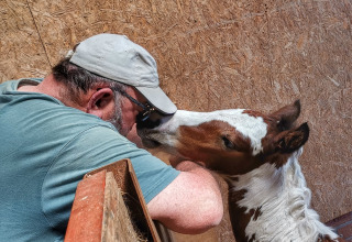 Man met pet raakt neus aan met veulen in stal bij Stadslandgoed De Heicohoeve - Glamping Lodges Gelderland.