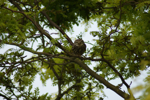 Un hibou est perché parmi les branches vertes d’un arbre près de Stadslandgoed De Heicohoeve - Glamping Lodges Gelderland.