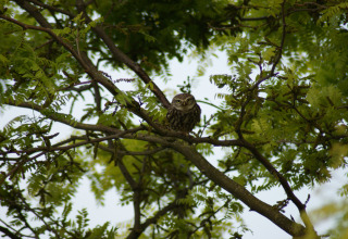 Un hibou est perché parmi les branches vertes d’un arbre près de Stadslandgoed De Heicohoeve - Glamping Lodges Gelderland.