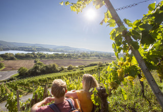 Par nyder solrig udsigt over vinmarker nær Tiny lodge - Ellertshäuser See glamping i Tyskland.