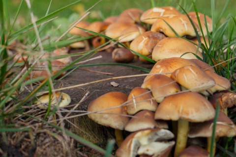 Wilde paddenstoelen groeien tussen gras en boomstammen bij Glamping - Landrijk de Reesprong, unieke accommodatie.