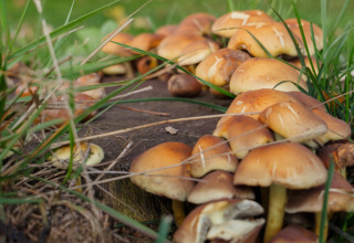 Wild mushrooms grow among grass and tree stumps at Glamping - Landrijk de Reesprong, a camping site.